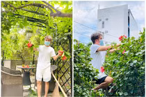 Bất ngờ khu vườn ngập rau trái trong biệt thự của Đàm Vĩnh Hưng