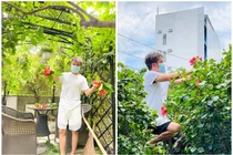 Bất ngờ khu vườn ngập rau trái trong biệt thự của Đàm Vĩnh Hưng