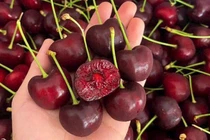 Thực hư cherry giá rẻ “bao giòn ngọt”