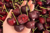 Thực hư cherry giá rẻ “bao giòn ngọt”