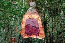 Tận thấy loại gỗ quý như “khối vàng lộ thiên” ở Việt Nam