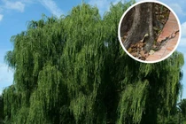 Cổ nhân nói “Một sợ cһό khóc nửa đêm, hai sợ gà bay lên mái, ba sợ liễu rậm trước mồ“