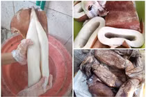 Mực khổng lồ giá rẻ: Có đặc điểm này là ôi, hỏng... ăn hại thân