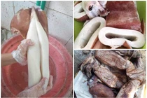 Mực khổng lồ giá rẻ: Có đặc điểm này là ôi, hỏng... ăn hại thân