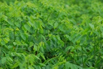 Thu nhập 1 triệu/ngày chỉ nhờ trồng rau ngót