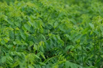 Thu nhập 1 triệu/ngày chỉ nhờ trồng rau ngót