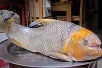 Bóc giá 5 loại cá tiến vua nổi tiếng Việt Nam, nghe giá tiền mà "choáng"