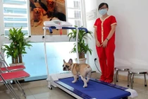 Choáng váng cách chi núi tiền chăm chó của đại gia Việt