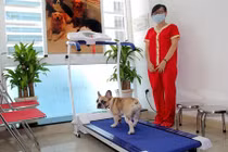 Choáng váng cách chi núi tiền chăm chó của đại gia Việt