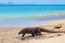 Rồng Komodo khiến dân đảo có thể phải rời đi vì sao?