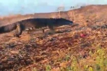 Clip: Cá sấu khổng lồ cướp mồi của chó hoang