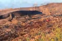 Clip: Cá sấu khổng lồ cướp mồi của chó hoang