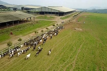 Doanh nghiệp đặt nền móng sản xuất sữa tươi organic tại Việt Nam