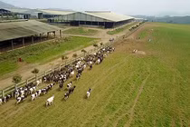 Doanh nghiệp đặt nền móng sản xuất sữa tươi organic tại Việt Nam