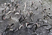 Đàn cá kỳ lạ nhất Việt Nam: Hô 1 tiếng cả ngàn con bay lên nhảy múa