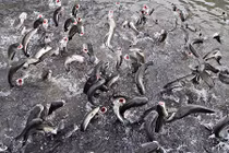 Đàn cá kỳ lạ nhất Việt Nam: Hô 1 tiếng cả ngàn con bay lên nhảy múa