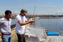 “Ông trùm” nuôi tôm công nghệ cao kể chuyện chinh phục vùng cát trắng