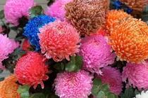 Hoa cúc mẫu đơn khổng lồ cả trăm nghìn/bông...dân tình đua nhau mua