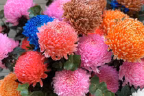 Hoa cúc mẫu đơn khổng lồ cả trăm nghìn/bông...dân tình đua nhau mua