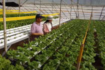 GĐ ngân hàng bỏ lương trăm triệu, trồng rau thu 2 tỷ/tháng 