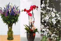 Gợi ý những loại hoa độc lạ, giá mềm chưng Tết sang nhà