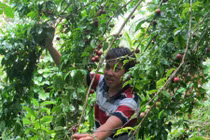 Đặc sản phát thèm: Trái rừng Bảy Núi đua nhau chín rộ