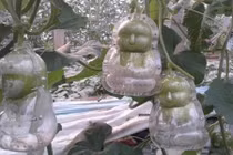 Cách trồng các loại quả siêu kỳ lạ trong vườn nhà