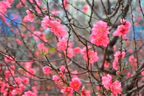 Những loại hoa nhất định phải có trong nhà ngày tết để chiêu tài lộc