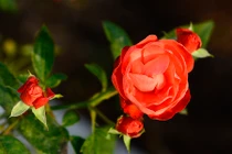 Mãn nhãn vườn hoa hồng bạc tỷ của đại gia Việt