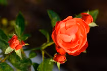 Mãn nhãn vườn hoa hồng bạc tỷ của đại gia Việt