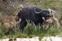 Clip: Trâu rừng dũng mãnh húc thủng ngực sư tử 