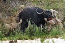 Clip: Trâu rừng dũng mãnh húc thủng ngực sư tử 