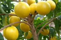 Độc lạ vú sữa vàng óng được trồng ở Việt Nam