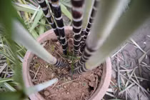 Mãn nhãn mía tím kiểng giá tiền triệu hút khách ngày Tết