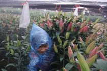 Những nông sản rớt giá thê thảm sau Tết Nguyên đán