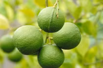 Thăm vườn chanh bông tím "hốt bạc" ở miền Tây