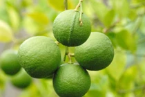 Thăm vườn chanh bông tím "hốt bạc" ở miền Tây