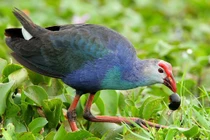 Những điều chưa biết về chim cảnh biết trông nhà giá tiền triệu