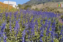 Mộc Châu thu hút du khách dịp cuối tuần