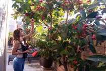 Biệt thự 4 mùa rợp sắc hoa của ca sỹ Hồ Lệ Thu 