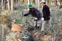 Về Kiên Giang xem làm giàu từ Khóm Tắc Cậu 