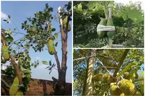 Muôn cách bảo vệ trái cây tránh bão của nông dân Việt 