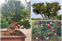 Ngắm lựu bonsai cổ thụ “hét giá” 100 triệu khiến đại gia mê mẩn 