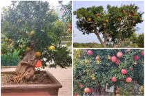 Ngắm lựu bonsai cổ thụ “hét giá” 100 triệu khiến đại gia mê mẩn 