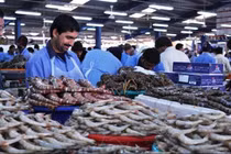 Bên trong chợ hải sản vừa tươi vừa rẻ ở nước nhà giàu Dubai 