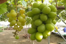 Ngắm vườn nho mẫu đơn bạc tỷ sai trĩu quả 