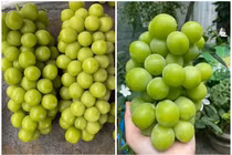 Sự thật “hãi hùng” về nho mẫu đơn 100.000 đồng/kg