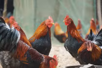 Gà “thái giám” nhà giàu lùng mua biếu Tết đắt cỡ nào?