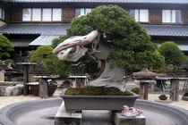 Đã mắt ngắm loạt bonsai cổ siêu đẹp, siêu dị