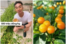 Sự thật về loại ớt nửa tỷ đồng/kg, Khánh Đơn trồng trong vườn
